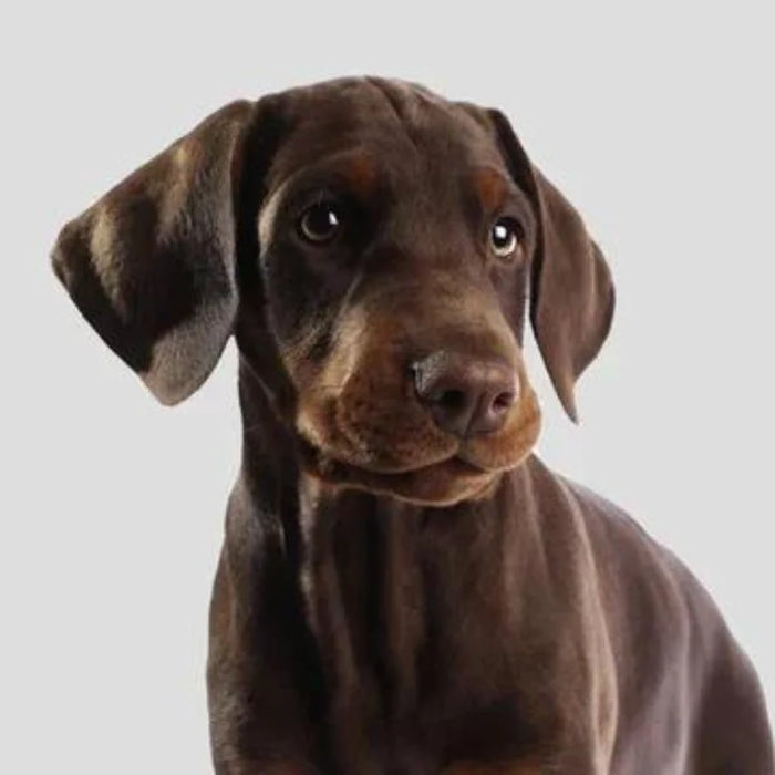 Cachorro