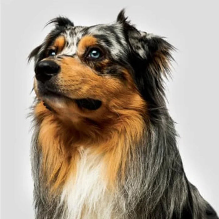 Sénior