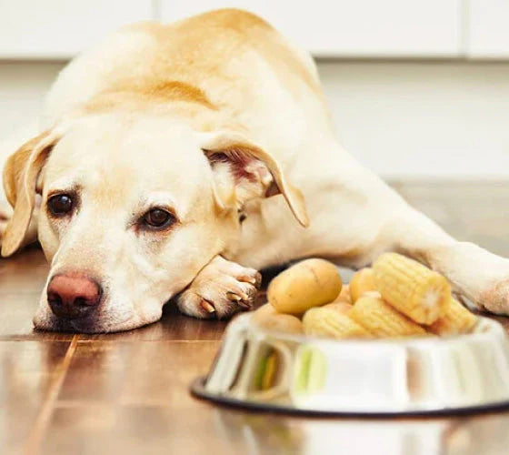 Qué contiene la comida?